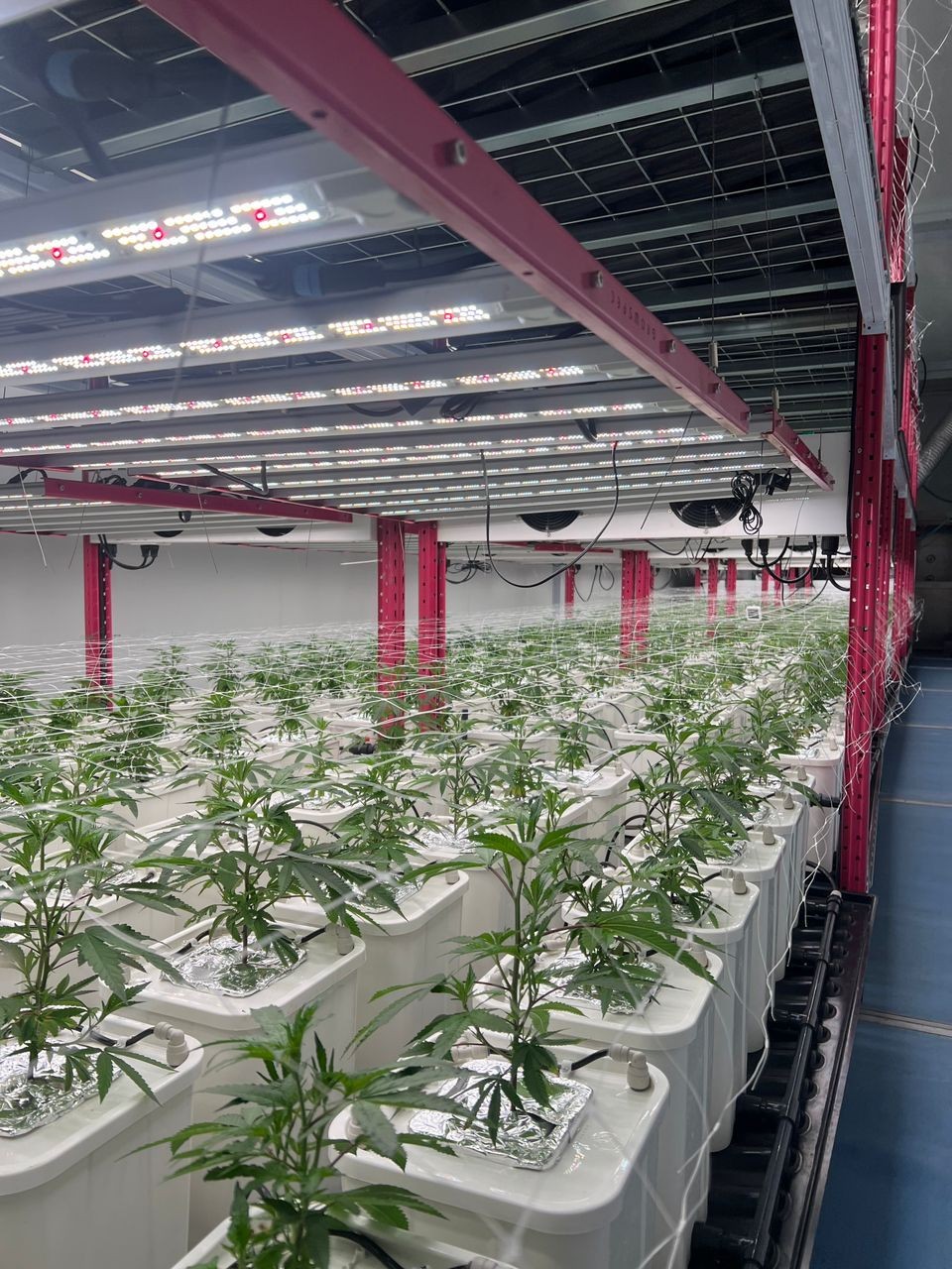 Indoor hydroponic farm with rows of plants growing under LED lights on red frames.